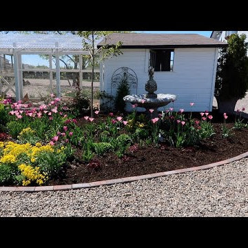 Edging a Flower Bed w/ Bricks and Planting a Maple Tree!