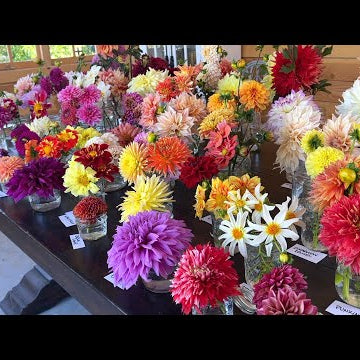 2022 Dahlia Tour!