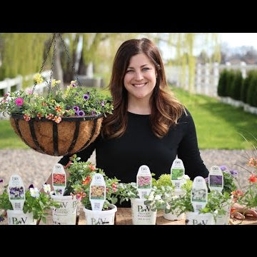 Planting up Spring Color