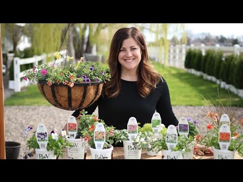 Planting up Spring Color