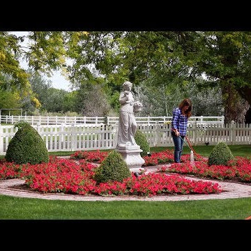 How & What I Use to Fertilize Our Annuals!