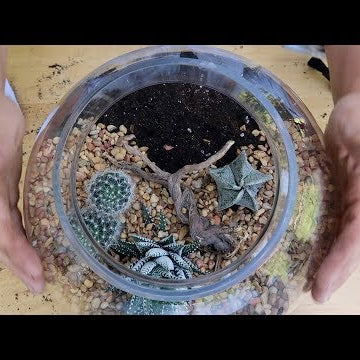 Low Maintenance Cactus & Succulent Terrarium!
