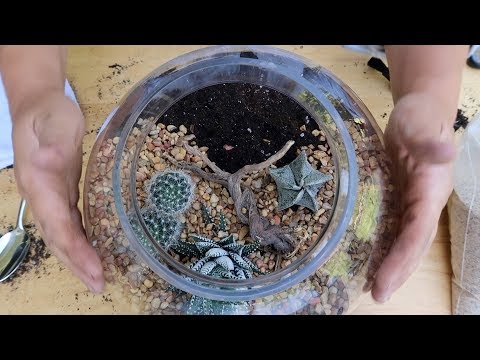 Low Maintenance Cactus & Succulent Terrarium!