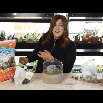 Planting a Succulent Terrarium & an Update on One That’s Nearly 3 Years Old!