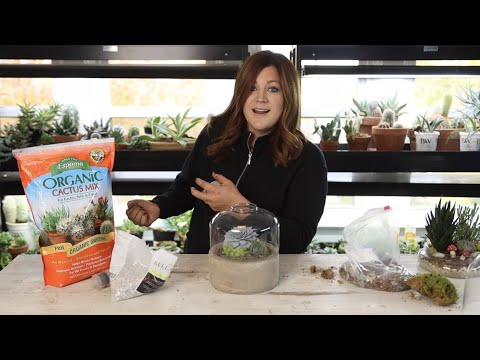 Planting a Succulent Terrarium & an Update on One That’s Nearly 3 Years Old!
