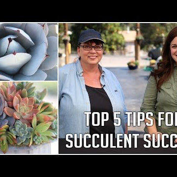 Top 5 Tips for Succulent Success (2015)