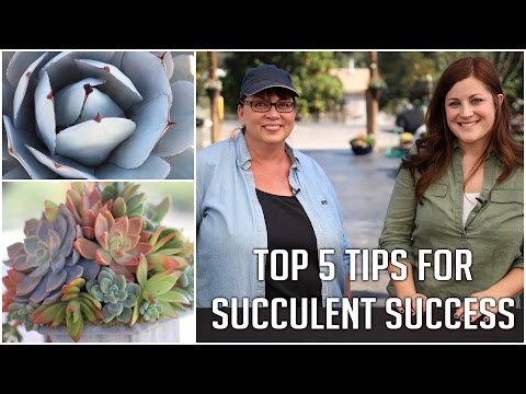 Top 5 Tips for Succulent Success (2015)
