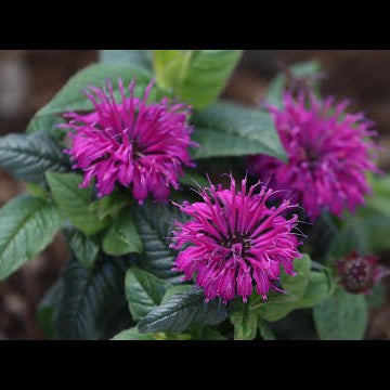 Planting Bee Balm & Staking a Leaning Hydrangea Tree!