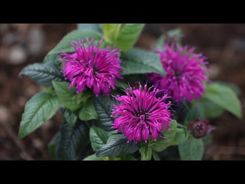 Planting Bee Balm & Staking a Leaning Hydrangea Tree!