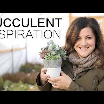 Succulent Inspiration