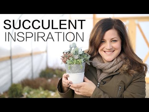 Succulent Inspiration