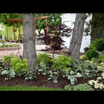 Beautiful Foliage Plants for Part Shade! ️