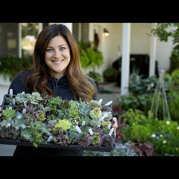 Unboxing Succulents from Mountain Crest Gardens