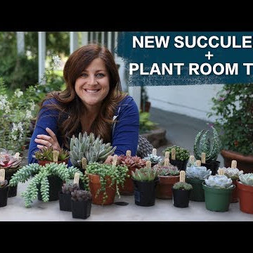 New Succulents + Plant Room Tour!