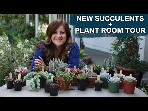 New Succulents + Plant Room Tour!