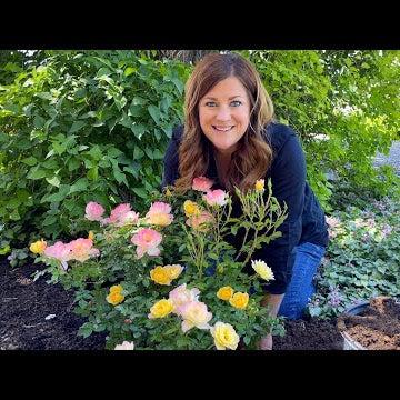 Planting Oso Easy Italian Ice Roses!