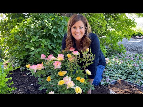 Planting Oso Easy Italian Ice Roses!
