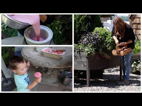 Harvesting Strawberries & Making Ice Cream!