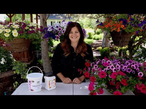 Hanging Baskets Part 3: Care Guide