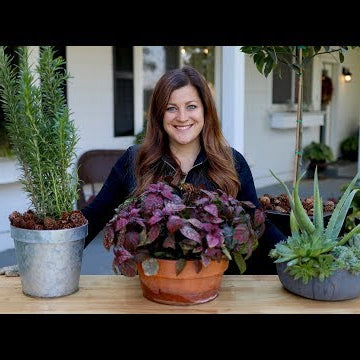 How to Bring Your Plants Inside to Overwinter!
