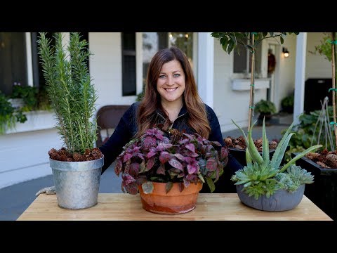How to Bring Your Plants Inside to Overwinter!