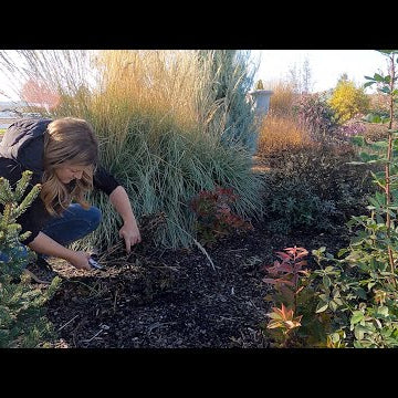 Pros & Cons of Fall vs. Spring Garden Cleanup!