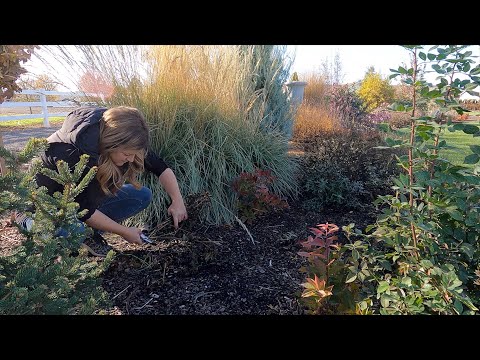 Pros & Cons of Fall vs. Spring Garden Cleanup!