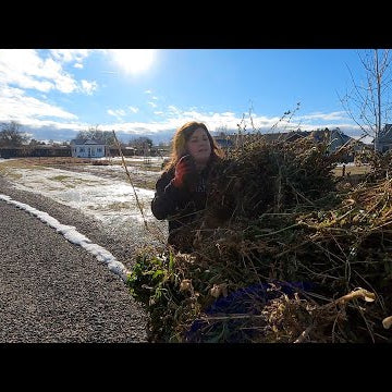Clearing Out a Few Annuals (in January)!