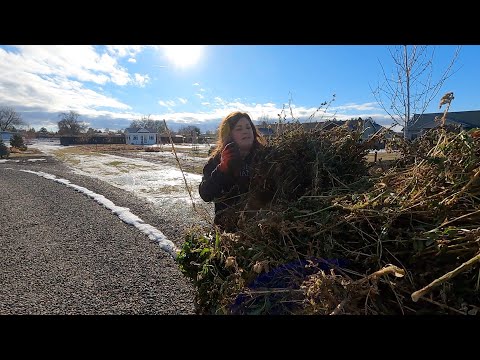 Clearing Out a Few Annuals (in January)!