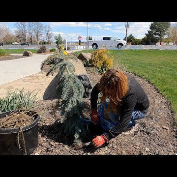 Maintaining the Flower Beds & Planting Up New Pots at Our Church!