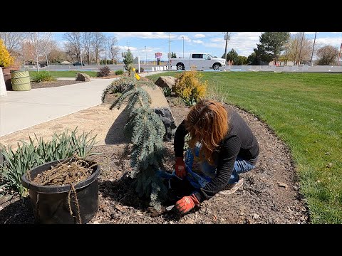 Maintaining the Flower Beds & Planting Up New Pots at Our Church!