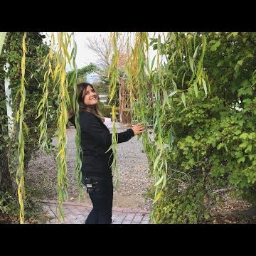Garden Tour Part 4