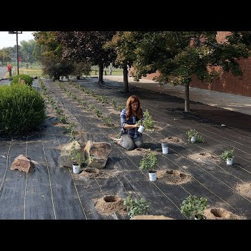 We Planted 80 Roses At Our Local Community College!