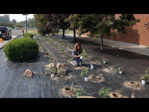 We Planted 80 Roses At Our Local Community College!