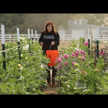 Dahlia Update Tour & Arrangement!