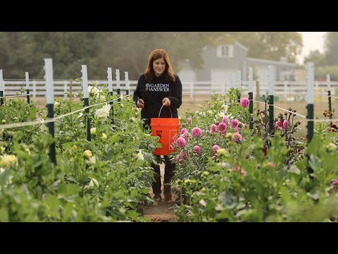 Dahlia Update Tour & Arrangement!