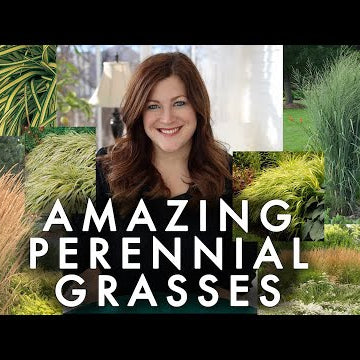 10 Perennial Grasses I Absolutely Love!