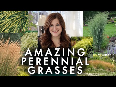 10 Perennial Grasses I Absolutely Love!
