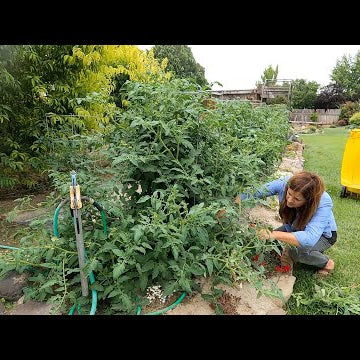 Working in My Grandparent’s Garden: Thinning Fruit Trees, Pruning Tomatoes & Weeding!