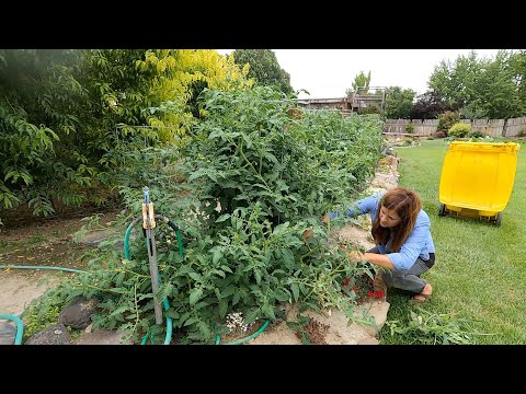 Working in My Grandparent’s Garden: Thinning Fruit Trees, Pruning Tomatoes & Weeding!