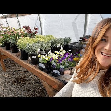 Potting Ranunculus and Anemones and Pre-Sprouting Dahlias!
