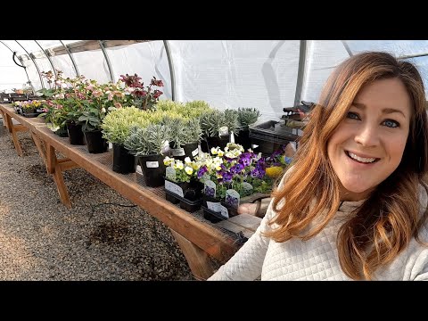 Potting Ranunculus and Anemones and Pre-Sprouting Dahlias!