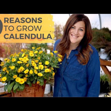 9 Reasons You Should Grow Calendula!