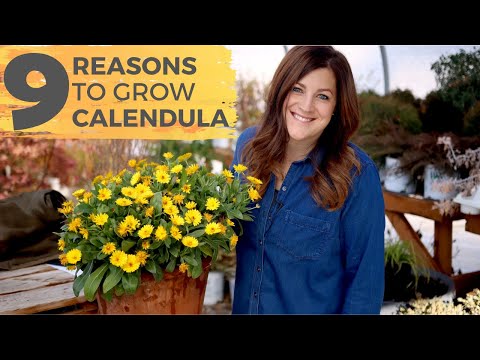 9 Reasons You Should Grow Calendula!