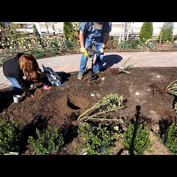 Transplanting Roses & Planting a Boxwood Hedge!
