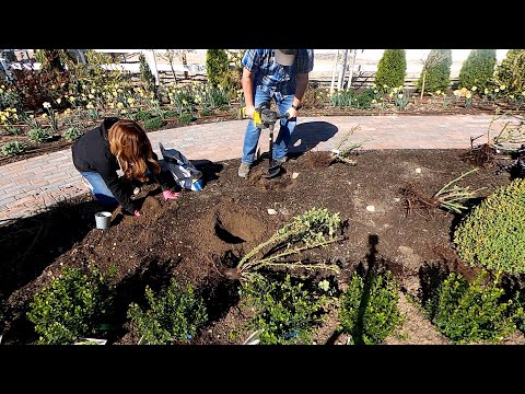 Transplanting Roses & Planting a Boxwood Hedge!