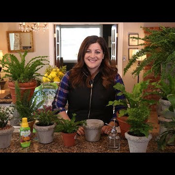 Houseplant Fern Care Guide!