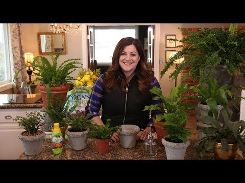 Houseplant Fern Care Guide!