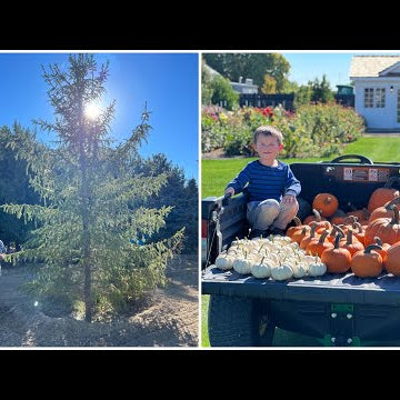 Picking Out BIG Trees & Harvesting Our Pumpkins!