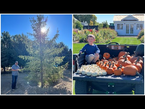 Picking Out BIG Trees & Harvesting Our Pumpkins!